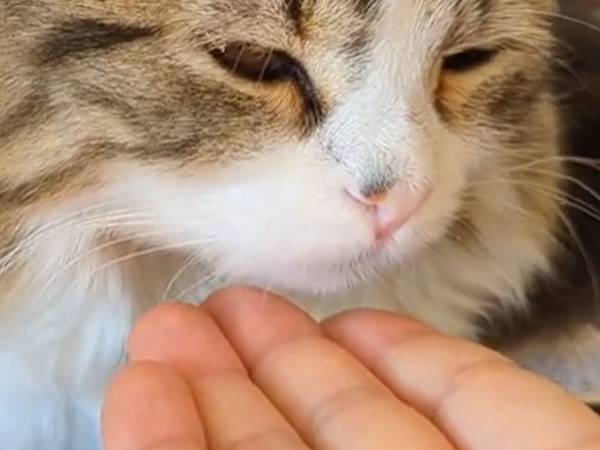 猫にお手の練習をさせていると…　「もはや卑怯」「幸せな光景」