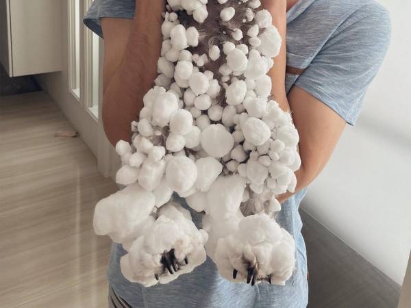 北海道の大雪ではしゃぎすぎた犬　インパクトの強すぎる姿に「爆笑した」「別の生き物」