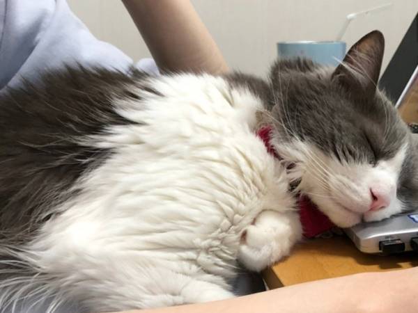 「さすがに猫が自由すぎる」　写っている労働環境に「笑った」「猫あるある」