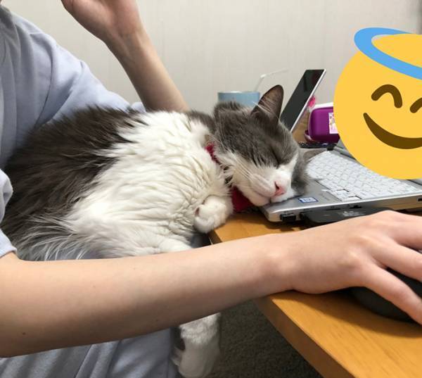 「さすがに猫が自由すぎる」　写っている労働環境に「笑った」「猫あるある」