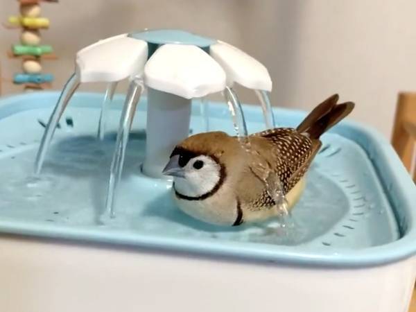 鳥の水浴びに海外からもツッコミ！　その姿に「めっちゃ笑った」「どうなってるの！？」