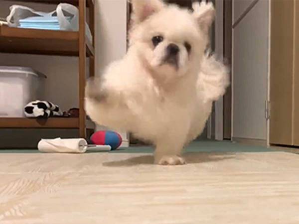 たった１秒で、３万人の心を鷲掴み　犬の「遊んで～！」がかわいすぎ