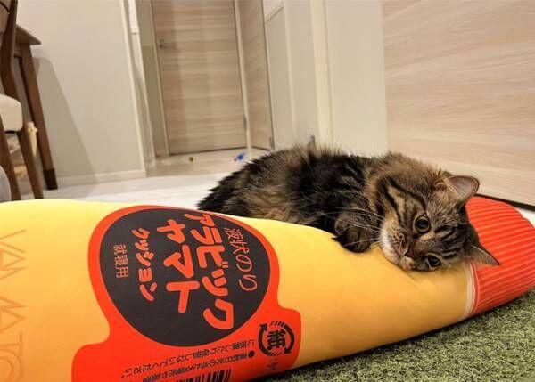 猫が体をあずけていたクッションのデザインに「気になる」