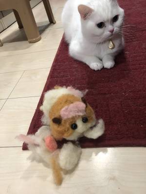 羊毛フェルトを作った結果…！？　衝撃のラストに「見事なオチだ」「爆笑した」