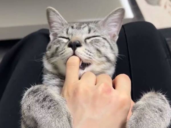 指をしゃぶる猫から聞こえてきた音に「そんなまさか…」