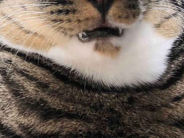 爆睡してるだけ　猫の寝顔に「コーヒーを吹き出した」