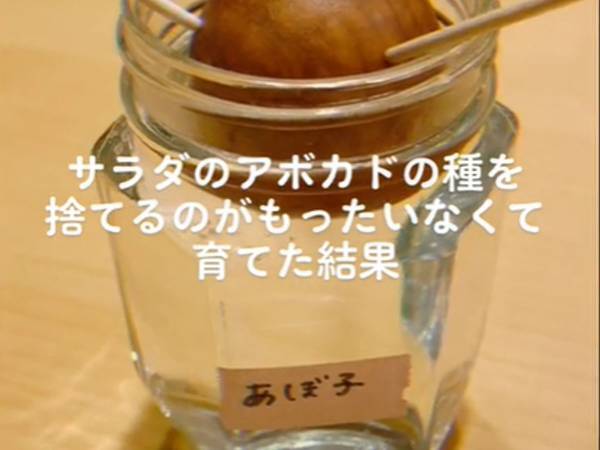 アボカドの種から栽培して１年が経つと？　「涙ぐましい努力だ」