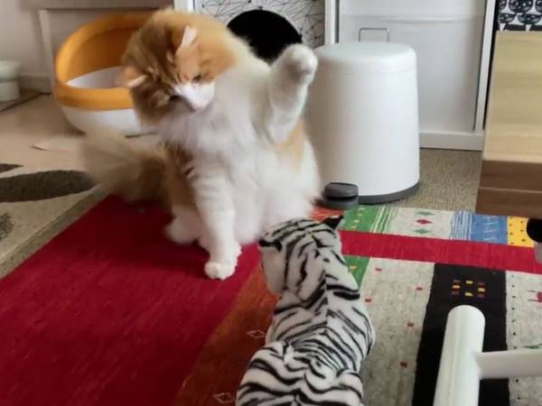 ぬいぐるみに容赦ない猫　飼い主、多頭飼いは無理だと悟る