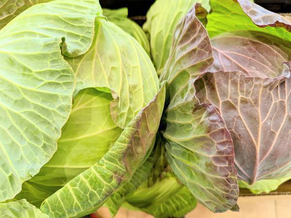 冬に売られている紫色のキャベツを避けないほうがいい理由が？　「反省…」