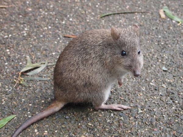 １匹かと思ったら？　ネズミカンガルーの食事シーンに　「二度見した」