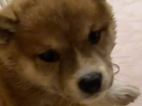 初めてお風呂に入った子犬　入浴後の動きに「ニヤニヤが止まらない」