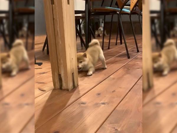 「家族になって２日目」　飼い主が撮影した１本に、みーんなニッコリ！