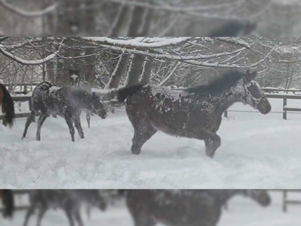 「喜んでいるのは１歳馬だけ」　公開された動画が、平和すぎてほほ笑ましい