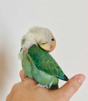 「えっと…大丈夫？」　１枚の鳥の写真に「ギョッとした」