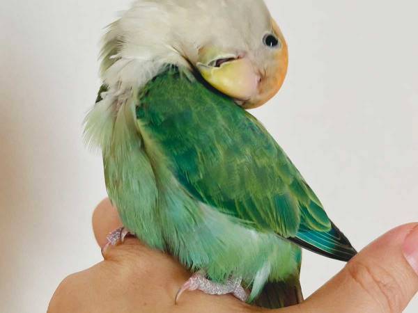 「えっと…大丈夫？」　１枚の鳥の写真に「ギョッとした」
