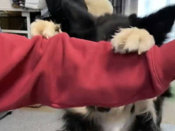 「仕事の疲れが吹っ飛んだ」「なんて賢い子」　１本の動画に癒される人が続出