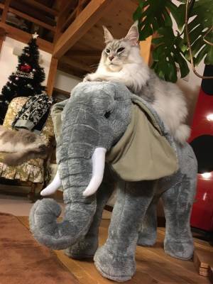 猫が座っている場所にツッコミ不可避　何万もの家来が見えるようだ…