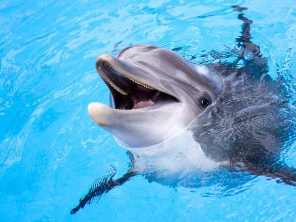 イルカが、カモメに向かってとった行動に笑う　「こういう人、いるよね」