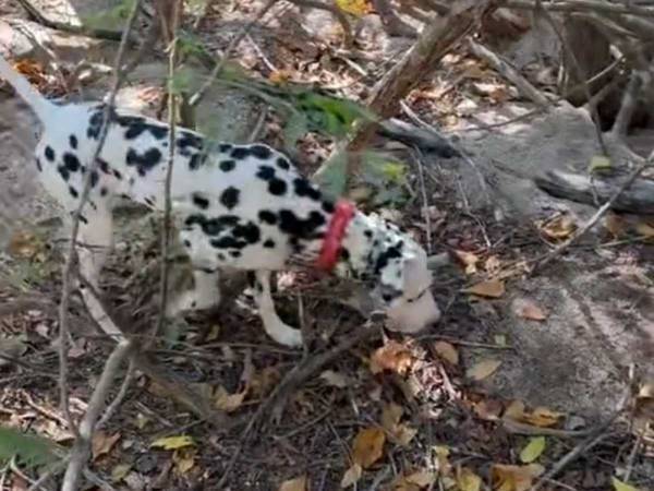 愛犬の散歩に出たら、『家族』が増えた！？　「最高の展開」「ありがとう」