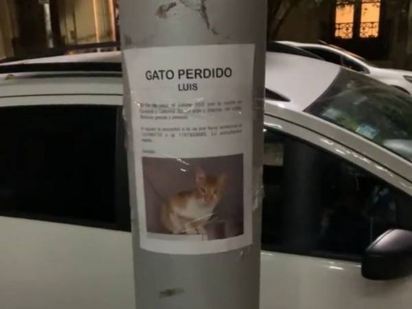 こんなことがあるなんて！　『迷い猫』のポスターのすぐ下にいたのは…？