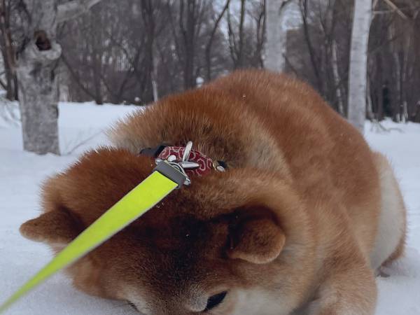 「めっちゃ笑った」「大物現る」　柴犬による『究極の帰宅拒否』が強すぎた…