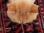 皮膚病をわずらい毛をそられた猫　その見た目が、エリンギそのもの！