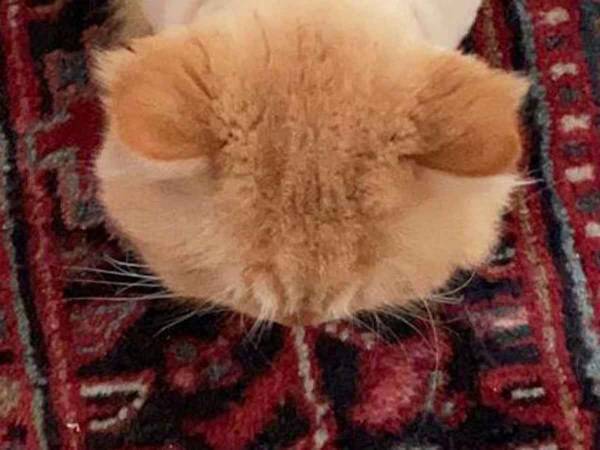 皮膚病をわずらい毛をそられた猫　その見た目が、エリンギそのもの！