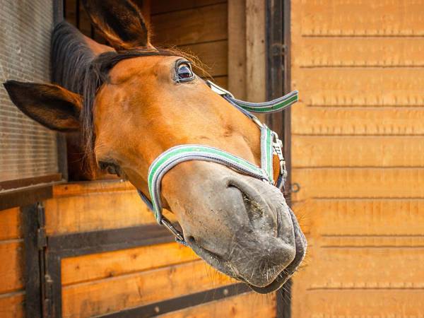 退屈しているウマの『ヒマつぶし』に爆笑　「友達が同じことをしてた」