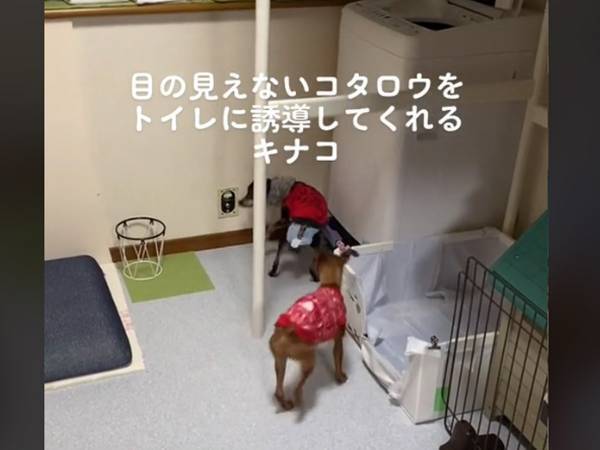 目が見えず、トイレに行けない犬　もう１匹がとった行動に「泣いた」の声