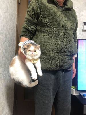 別室で遊んでいた猫　リビングに連行されると？　心の声ダダ漏れな表情に、吹き出す