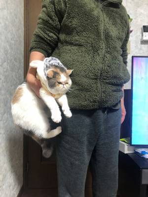 別室で遊んでいた猫　リビングに連行されると？　心の声ダダ漏れな表情に、吹き出す