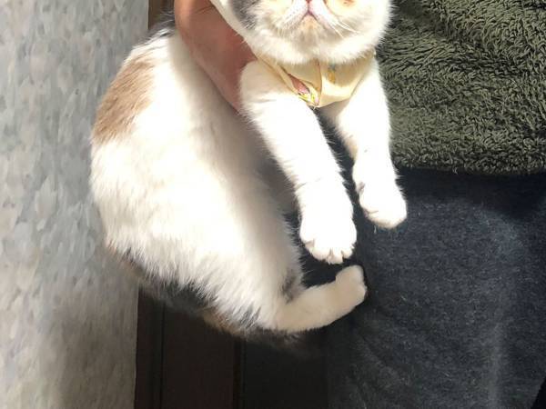 別室で遊んでいた猫　リビングに連行されると？　心の声ダダ漏れな表情に、吹き出す