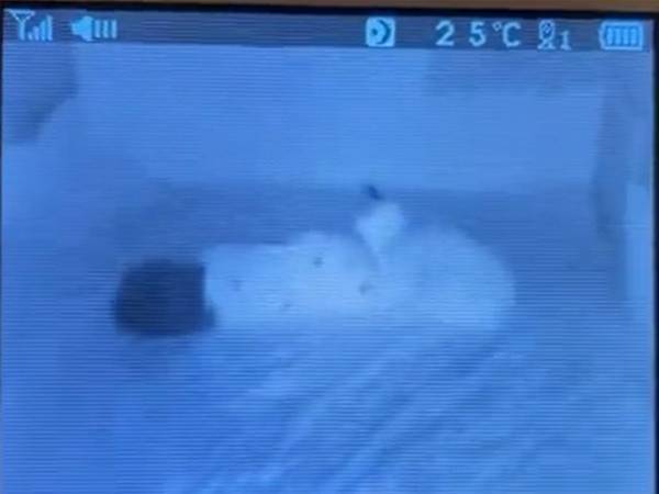 寝ている赤ちゃんを見ていた猫　行動に「信じられないくらい尊い」