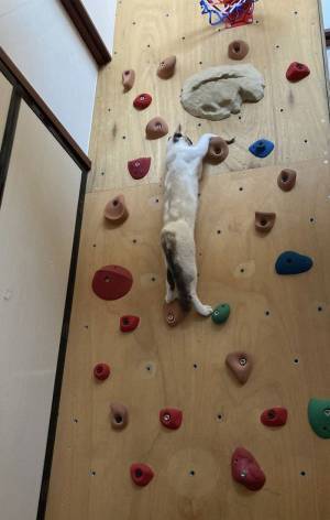 猫がボルダリングをしている様子に「前世はクライマーか？」「たくましい」