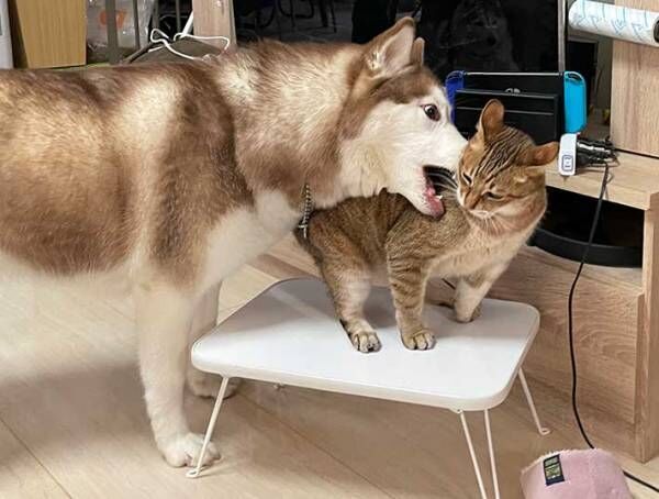 猫にちょっかいを出すハスキー犬 続く展開に 笑いがこみ上げる 22年3月1日 ウーマンエキサイト 1 2