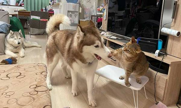 猫にちょっかいを出すハスキー犬　続く展開に、笑いがこみ上げる