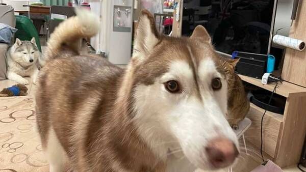 猫にちょっかいを出すハスキー犬 続く展開に 笑いがこみ上げる 22年3月1日 ウーマンエキサイト 1 2