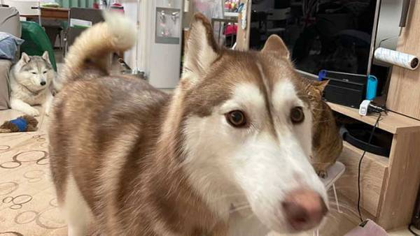 猫にちょっかいを出すハスキー犬　続く展開に、笑いがこみ上げる