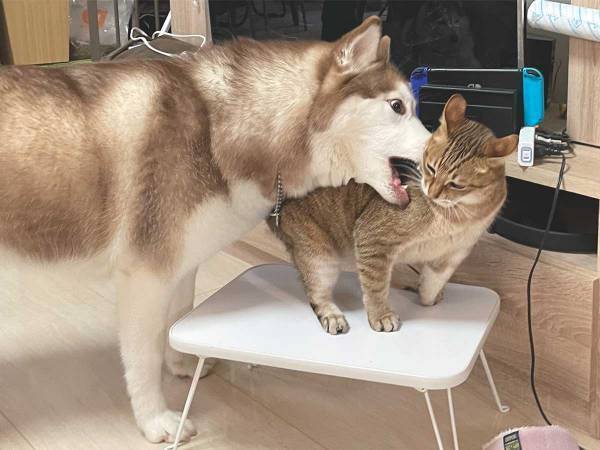 猫にちょっかいを出すハスキー犬　続く展開に、笑いがこみ上げる