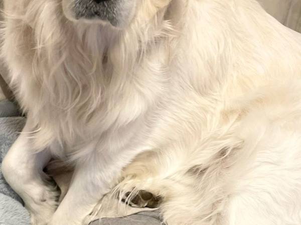 自分を小型犬だと思っているゴールデン　遠慮のなさに「笑った」「かわいい」