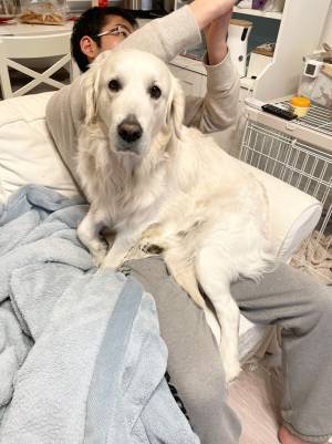 自分を小型犬だと思っているゴールデン　遠慮のなさに「笑った」「かわいい」