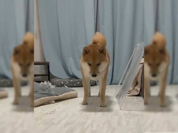 クッションを破壊して遊ぶ柴犬　飼い主に名前を呼ばれた瞬間…？