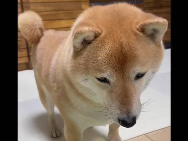 人間の食事を『犬用』と信じきっている柴犬　反応に「笑った」「人間みがすごい」