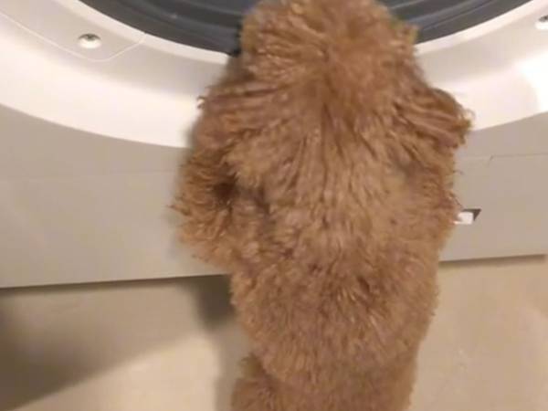 洗濯機の中を心配そうにのぞきこむ犬　理由に「切なすぎる」「ごめんて…！」