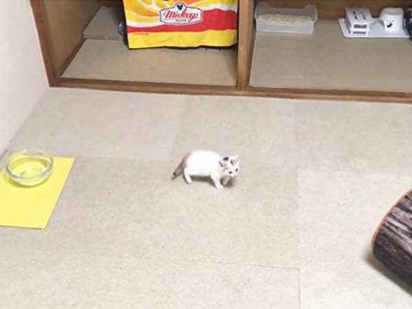 「あまりの可愛さに涙出そうになった」　子猫を撮影した動画に、１０万『いいね』！