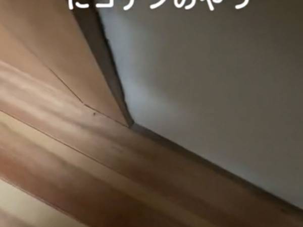 「ドアの閉じる音がコナン」　聞いてみると「想像以上だった」「完全に一致」