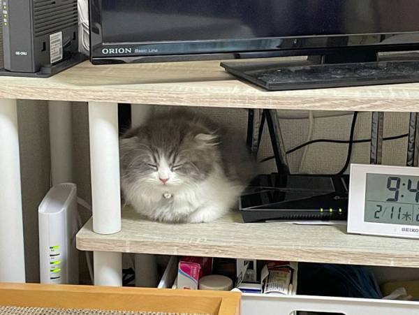 「今見ても笑うんやけど」　猫が家に来て初日、寝る場所に選んだのは…