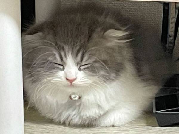 「今見ても笑うんやけど」　猫が家に来て初日、寝る場所に選んだのは…