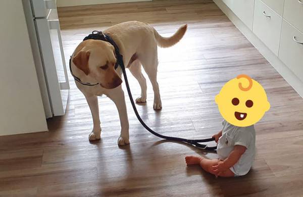 赤ちゃんにリードを持たれ、不服な犬　「そしてこの顔である」「めっちゃ笑った」