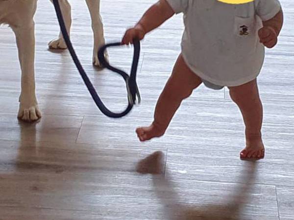 赤ちゃんにリードを持たれ、不服な犬　「そしてこの顔である」「めっちゃ笑った」